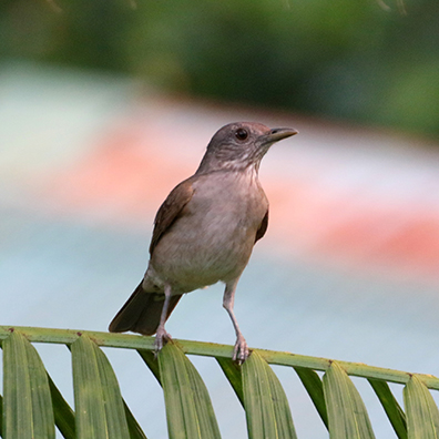 Pale-breasted Thrush